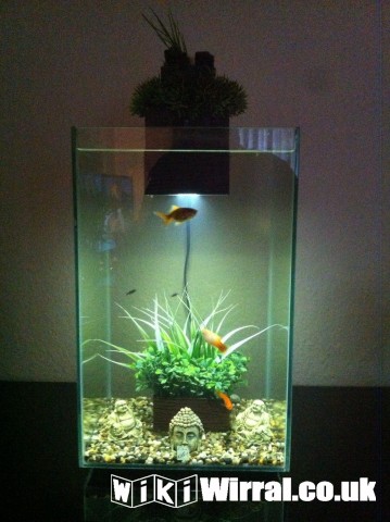 Attached picture Fluval Chi pic.JPG